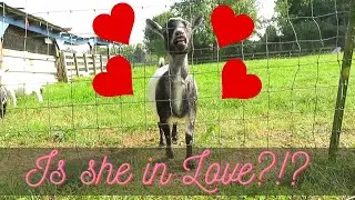 GOATS IN LOVE?! HOW TO TELL IF YOUR NIGERIAN DWARF GOAT IS IN HEAT! KUNEKUNE PIG GETS HYPNOTIZED!