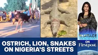 Zoo Animals Escape as Floods Hit Nigeria | Vantage with Palki Sharma