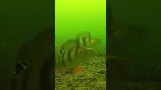 Striped Bass Attack❤️🎣xilihala underwater fishing camera recording fish's bite🐟📷