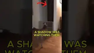 Is Your Dog Trying to Warn You of Danger?