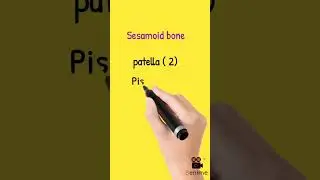 #Sesamoid bone #anatomy #bone #youtubeshorts #medical #education #doctors #mbbs,bams,BHMS study