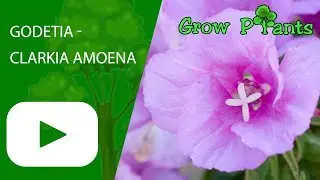 Godetia - Clarkia amoena