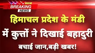 हिमाचल प्रदेश के मंडी जिले से बड़ी खबर || Mandi News || Himachal Breaking News ||