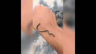 Baby Snake🐍 x Rest in Peace x Don't Kill Only Save Them⚕️