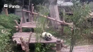 D&Uuml;NYANIN EN YARAMAZ PANDASI