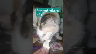 กินทุกอย่างที่ขวางหน้า #lifeisbutadream #cat #cat #shortsfeed #cooking #food #travel