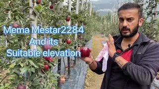 Mema Mestar 2284 suitable elevation
