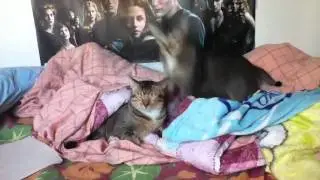 Cats kiss and clear together
