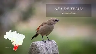 Asa de Telha - Agelaioides badius - Grayish Baywing