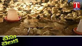 దేశీ కోళ్ల పెంపకంలో బ్రీడింగ్ పద్ధతి | NewTechniques of Backyard Poultry |Chenu Chelaka | T News