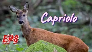 Caprioli in Italia! Pillole di zoologia Ep 8