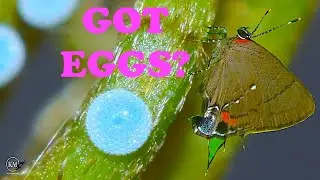 HOW TO GET BUTTERFLIES TO LAY EGGS IN CAPTIVITY