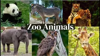 Top 10 Zoo Animals You Can't Miss!