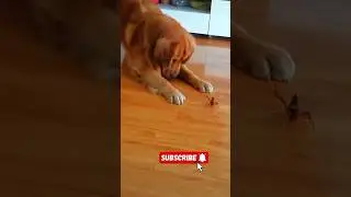 Dog Surprise: First Encounter with a crab#CuteDogReaction #DogCrab #FunnyDog #Shorts #DogReaction
