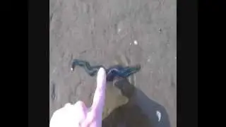 Ragworm Reproductive Cycle