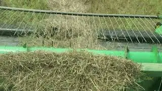 Using Combine and Pick Up Head on Organic Wheat Swaths