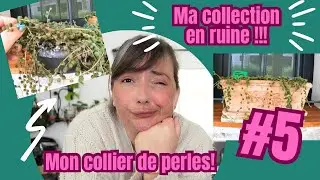 #5 | Mon Senecio Rowleyanus | Je retape ma collection de plantes grasses | LE PETIT JARDIN DE BOB