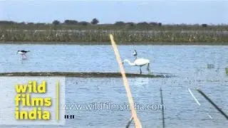 Black-winged Stilt, Brahminy and Median Egret