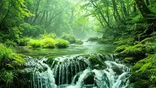 Gentle Sounds of Quiet Forest, Stream Flow and Distant Birds Singing, Healing Ambience ASMR