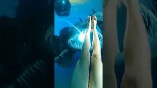 water slide into pool full of giant fish #funny #memes