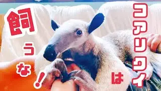 コアリクイをペットにしないほうがいい理由8選