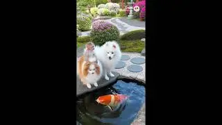 35   Jose the Astronaut &bull; 2015 &bull; Unknown Artist &bull; Music Video &bull; Kewpie Bibi Littles Koi Pond