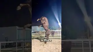 Что такого ОСОБЕННОГО в арабских лошадях?