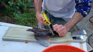 Corey Holley, famous knife maker, fillets a fish in less than 30 seconds