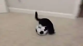 Cats Being Cats (Funny Compilation) | Non‑Stop Meows & Mischief #cat #cats
