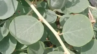 Capparis spinosa (Caper bush or Flinder rose