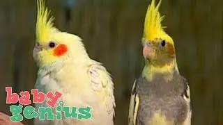 Videos for Toddlers Animals for Kids Birds Parrots Shapes Colors and ABCs Baby Genius