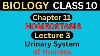 Urinary System of Humans | Class 10 Biology | Chapter 11 Homeostasis - Lecture 3