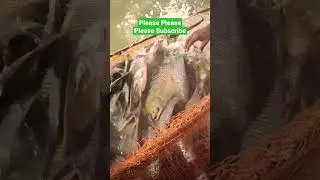 best net fishing video thousand of fish is catched by net #shorts #fishing #bigfish