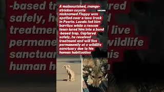 Floppy the Coyote: From Streets to Sanctuary | Heartwarming Real Animal Rescue Story❤️🥹  #wholesome