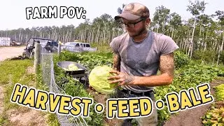 Farm POV: Small Tasks Add Up - A Real Day on the Farm