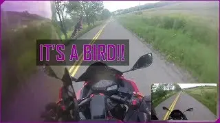 She almost hit a hawk | Trip Series | Labor day to Vestal and PA | Part 2 | Dual Vlog