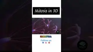 Mitosis in 3D ! Cell Division |  NEET | Biokattaa #biology #shorts #neet