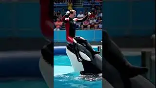 INSANE Orca Show 🐋🔥 Trainer JUMPED OUT of WATER in 4K!