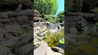 Two-Week-Old Koi Pond Looking AMAZING!