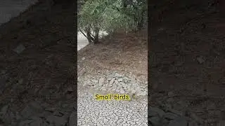 🌅🐦🐦🌿 Peaceful Morning at the Lake Side Park | Tiny Birds in Action searching for insects 🐦🌿