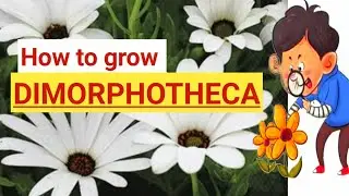 How to grow Dimorphotheca Flower |Flower seeds growing#morbaadi#Flowergrowingtips#dimorphotheca