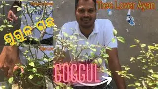 ଗୁଗୁଳ ଗଛ ର ଉପକାରିତା | Guggul  Tree Benefit | Ayurvedic Medicine Plant | Guggul plant Cultivation |
