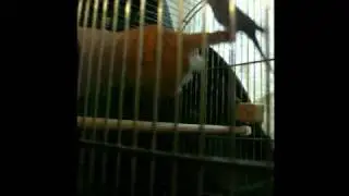 Budgie Training Video - Step Up