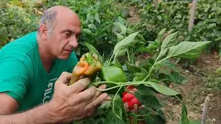 Raccolta peperoni biologici🫑2021