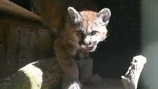 Rescued Cougar Cub Update
