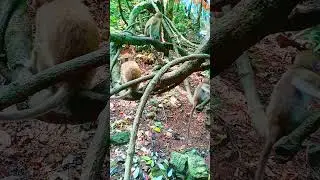 Cute Baby Monkey. #monkey #savannah #youtubeshorts #animals #capuchin #chimpazee #realmonkey