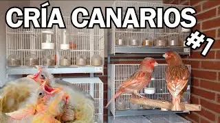 Selección y colocación de PAREJAS | CRÍA de CANARIOS 2024