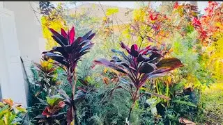 It is a privilege to spending my first day with you guys in the front yard garden ￼January 2026
