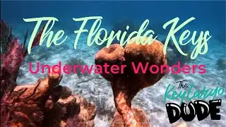 🤿 SNORKELING CARYSFORT REEF and REEF LIGHT!  in John Pennekamp coral reef state park 🪸 Key Largo!