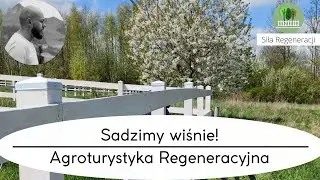 Sadzimy wiśnie Agroturystyka Regeneracyjna